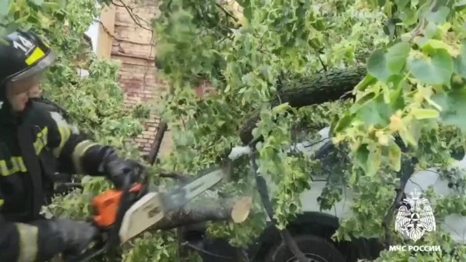 Рухнувшее во время урагана дерево убило женщину в Петербурге