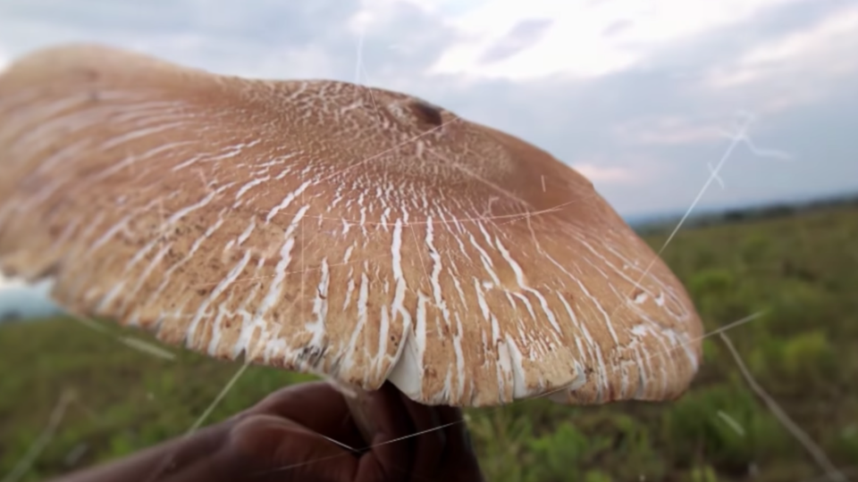 Грибы-супергиганты: где найти настоящих монстров грибного царства