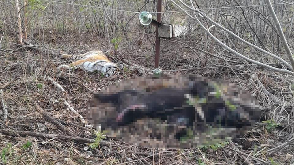 Погибших амурского тигра и медведя нашли у рухнувшей опоры ЛЭП в Приморье