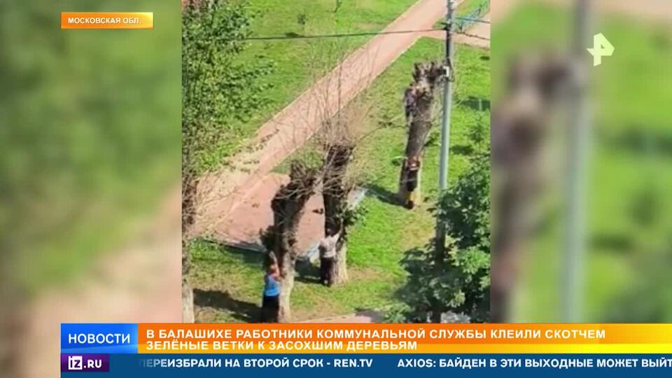 Коммунальщики приклеили скотчем зеленые ветки к засохшим деревьям в Балашихе