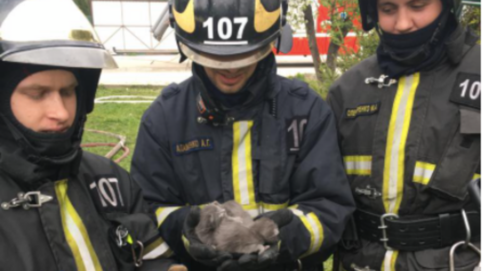В Москве пожарные спасли котят из горящей постройки
