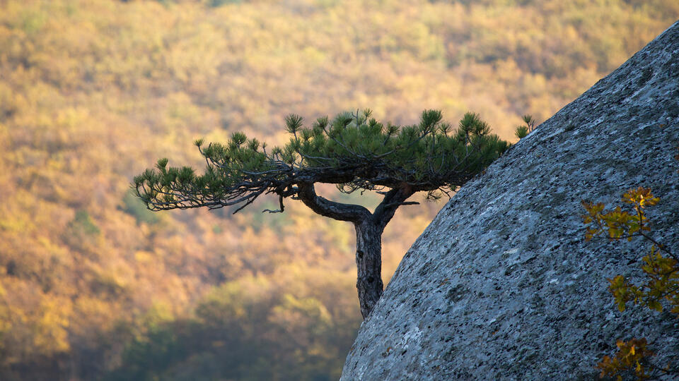 Сосна-"самолет" на крымской вершине. Фото: © Сергей Мальгавко/ТАСС