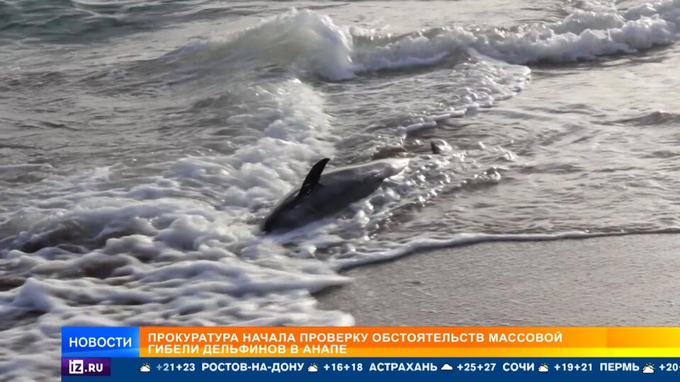 На Кубани десятками убирают мертвых дельфинов с пляжей