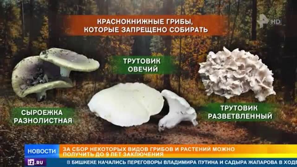 За сбор редких грибов будут отправлять в тюрьму: что нужно знать россиянам