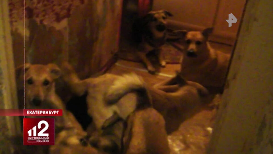 Жительница Екатеринбурга поселила в своей однушке более 50 собак
