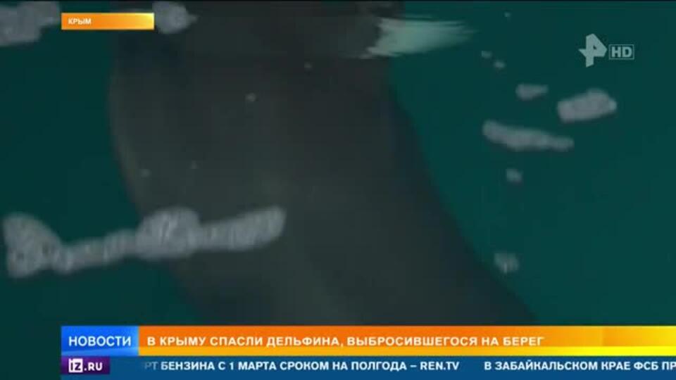 В Крыму 12 часов спасали выбросившегося на берег дельфина