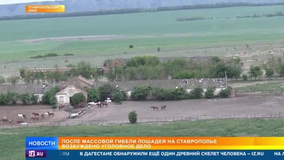 После массовой гибели лошадей на Ставрополье возбуждено уголовное дело