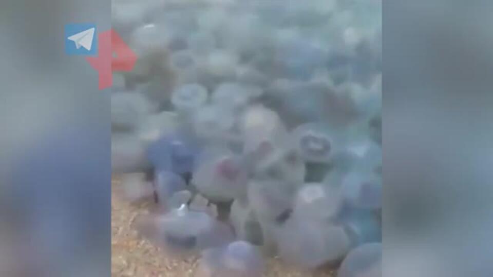 Азовское море превратилось в желе под Ейском из-за нашествия медуз