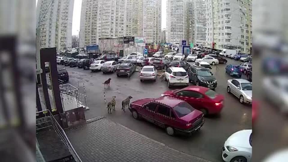 Стая собак напала на ребенка во дворе ЖК в Воронеже