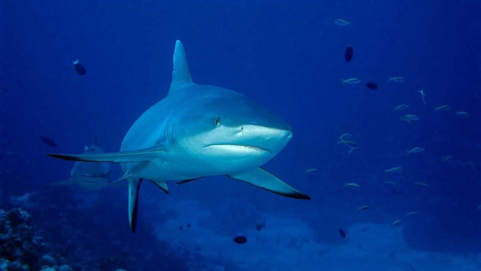 У берегов Великобритании могут появиться акулы-людоеды | Коммерсантъ UK