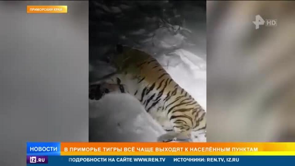 Для амурских тигров построят второй реабилитационный центр в Приморье