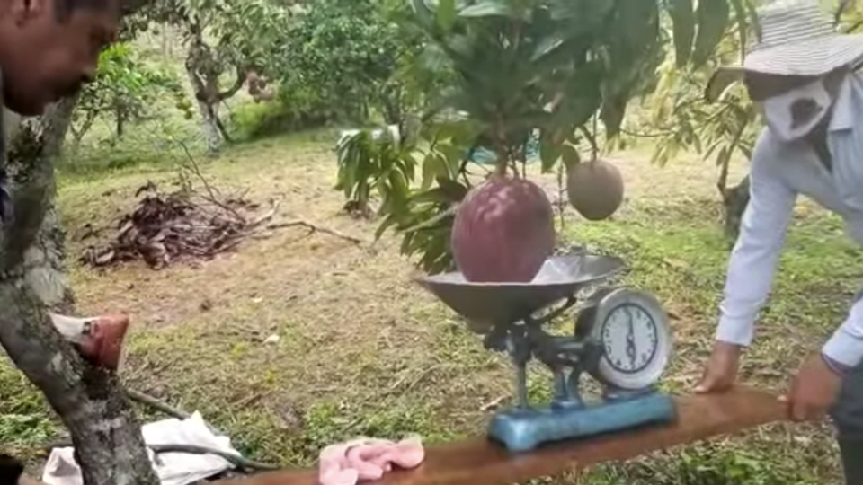 Фермеры вырастили гигантское манго в 4 кг и побили мировой рекорд