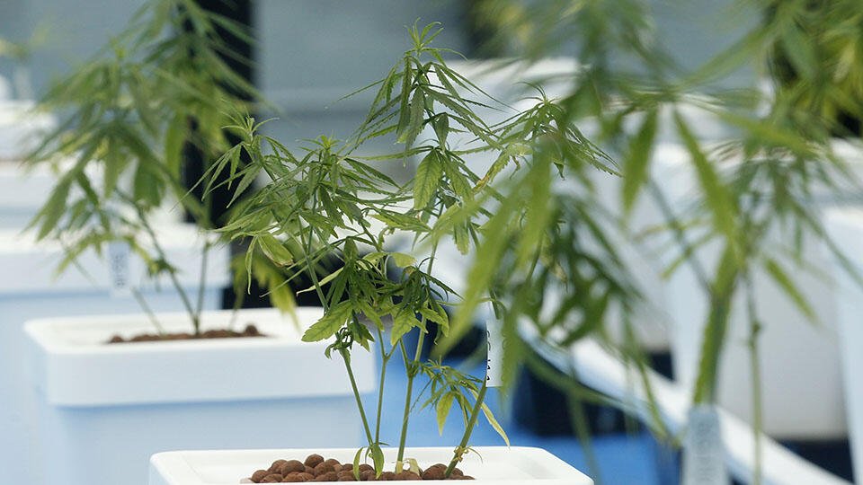 За выращивание марихуаны закон рф клип наркотик