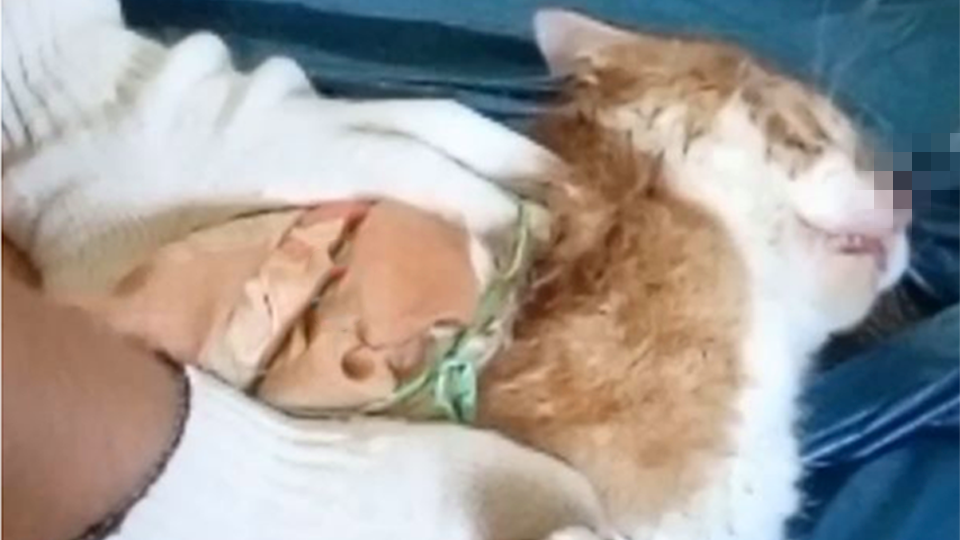 Зоозащитники требуют наказать живодеров, убивших кота в Северодвинске