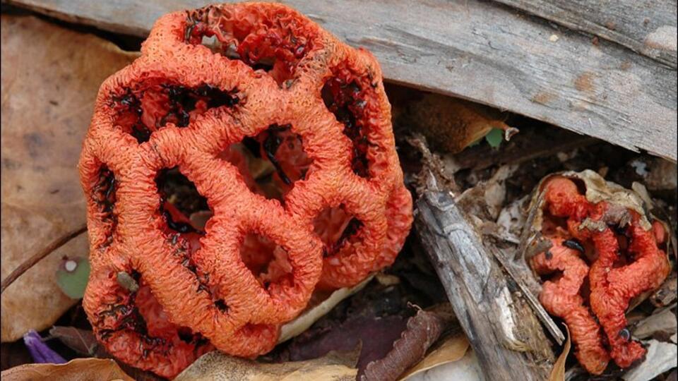 Ядовитые краснокнижные грибы 