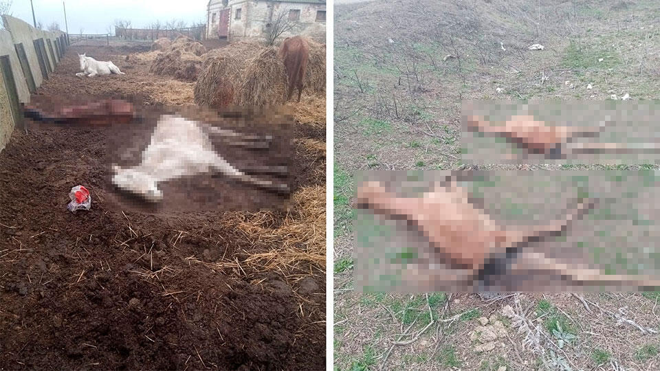 Мертвые лежат на земле: детали массовой гибели лошадей на Ставрополье
