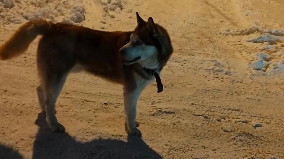 Лишившаяся хозяина собака искусала девочку в Томске