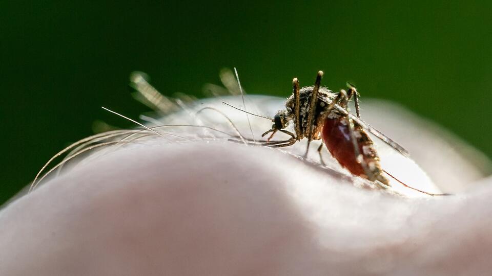 Лихорадка денге: что это и как передается - 1 декабря, Статьи «Кубань 24»