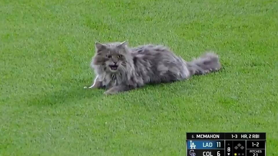 Испуганный кот испортил бейсбольный матч, но зрители остались довольны