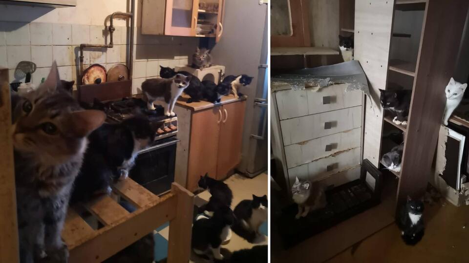 100 кошек нашли в зловонной квартире Обнинска