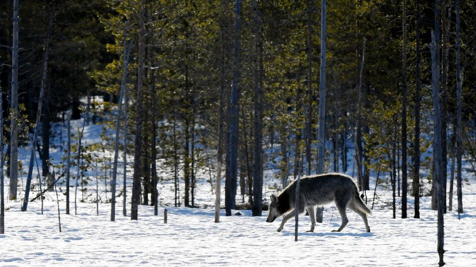 Биолог: волки в Чернобыле имеют геном, позволяющий не умереть от рака