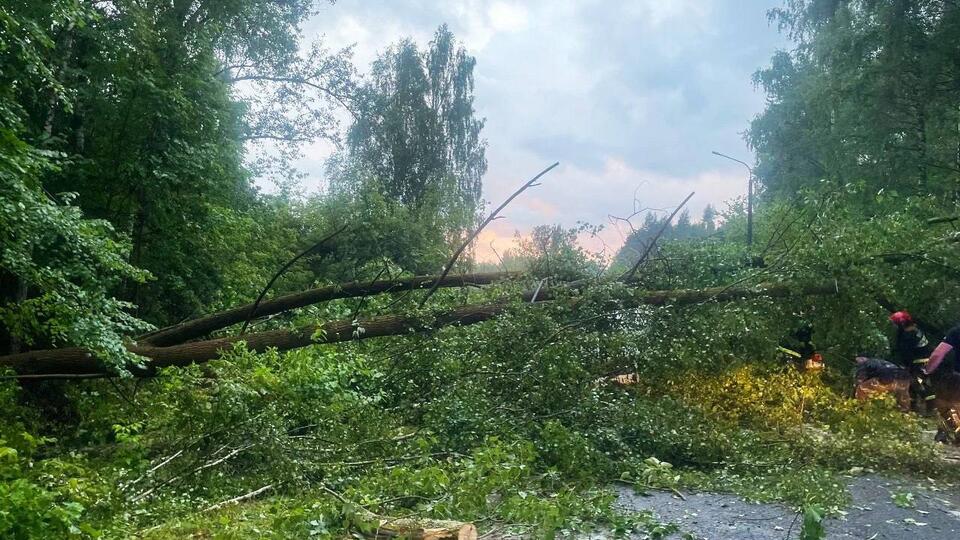 Упавшее дерево убило девушку под Минском