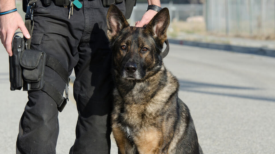 В Берлине отправили в отставку десятки полицейских собак из-за закона