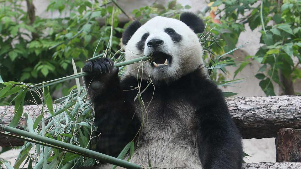 Китай вернет панду - посланца дружбы Я Я из США обратно на родину