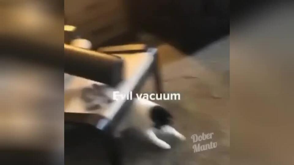 Эпичные "разборки" отважного кота с пылесосом попали на видео