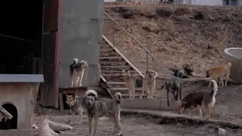 Нападение стаи собак на женщину попало на видео в Воронеже