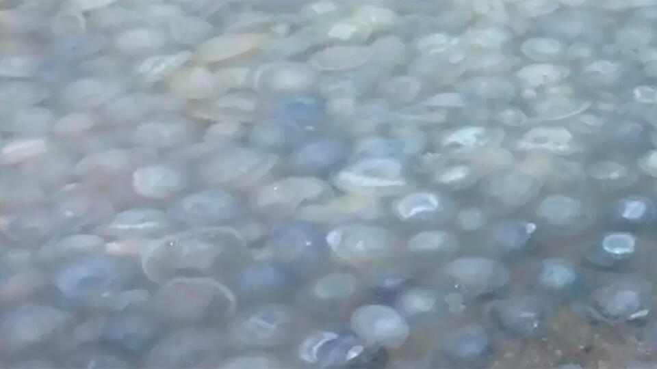 Массовую гибель медуз из-за аномального тепла зафиксировали в Анапе