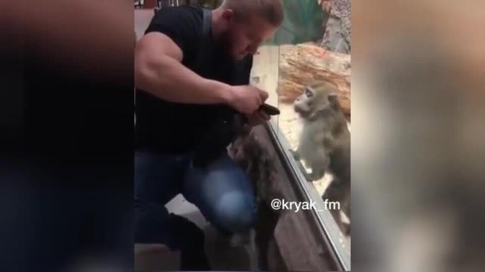 Посетитель зоопарка разозлил обезьяну и рассмешил Сеть
