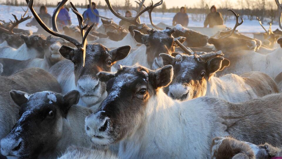 Паспорт для оленя: на Ямале ведут учет животных с помощью чудо-сканера