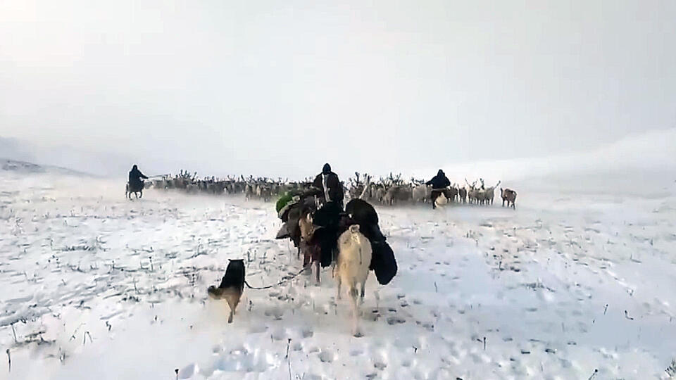 Ручные олени вместо домашних питомцев. Фото: © Кадр из программы "Загадки человечества", РЕН ТВ