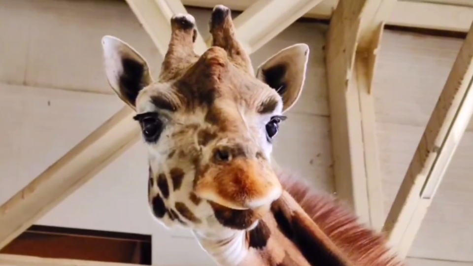 Старейший жираф в Европе Лизонька умерла в зоопарке в Ростове-на-Дону