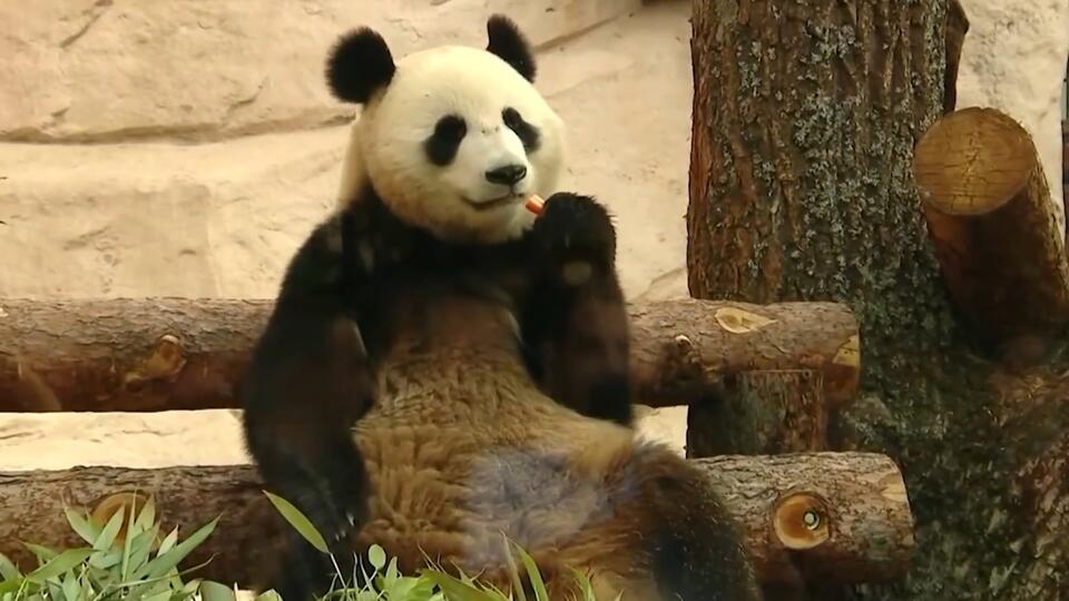 Необычная история подарков: почему США отказались от панды Китая