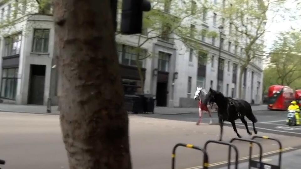 Лошади британской конной гвардии сбежали и ранили четырех человек в Лондоне