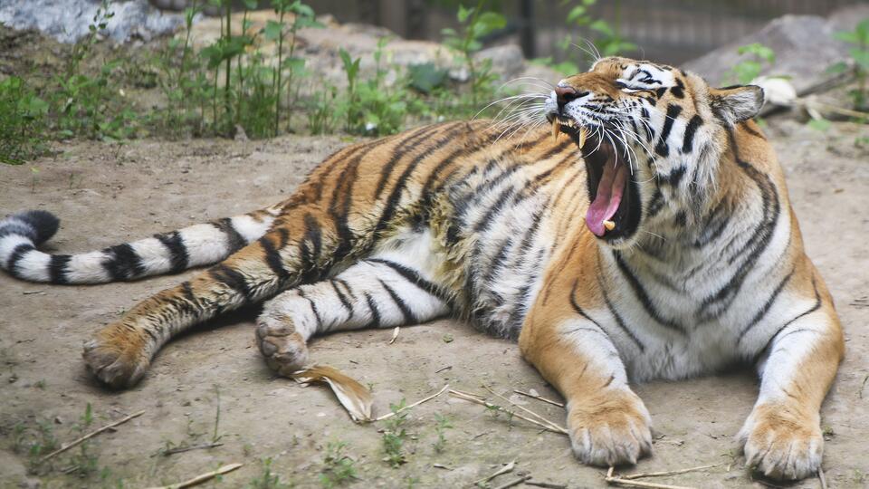 Путин поблагодарил ученых, обеспечивающих проживание амурских тигров