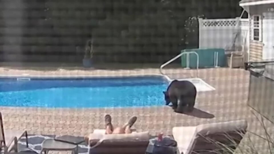 Медведь решил попить воды из бассейна и напугал хозяина дома
