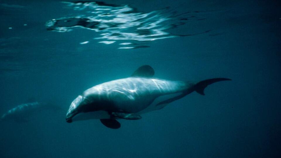 Тела погибших дельфинов убирают с пляжей Анапы