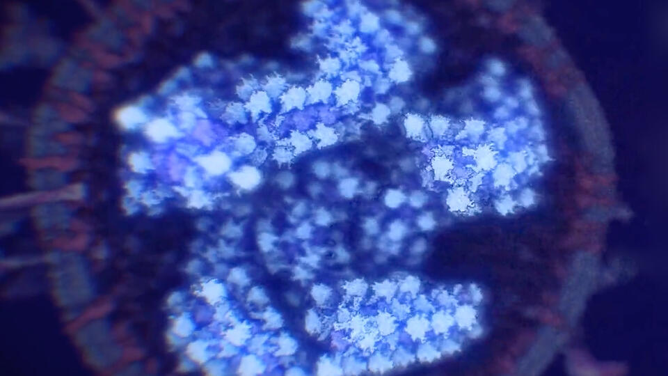 Математик вычислил объем коронавируса в мире