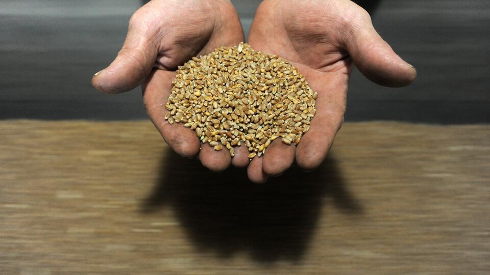 РФ ввела запрет на экспорт твердой пшеницы до 31 мая 2024 года