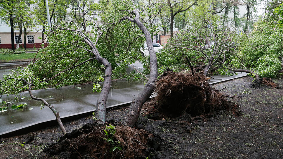Два человека пострадали при падении деревьев во время шторма в Москве