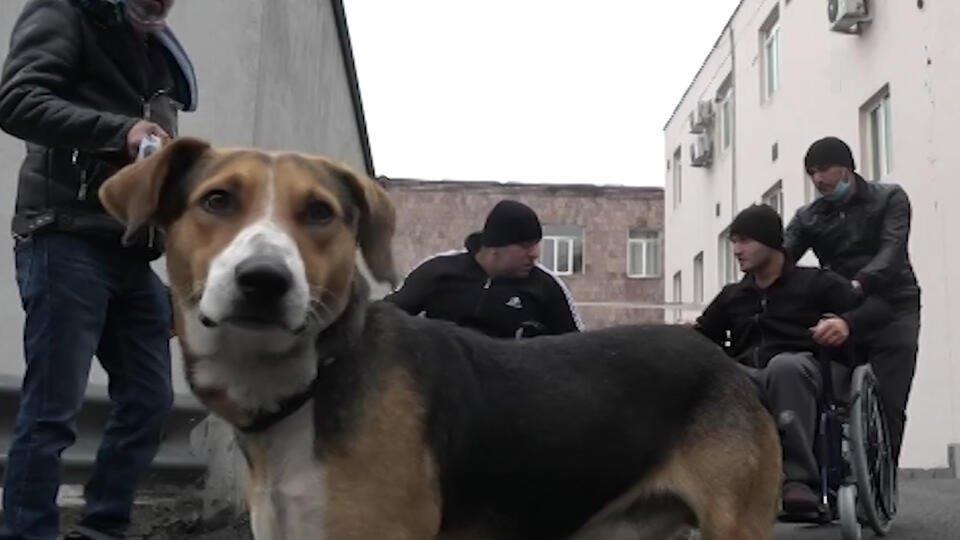 Пёс 20 дней сидел у больницы и дождался раненного в Карабахе хозяина