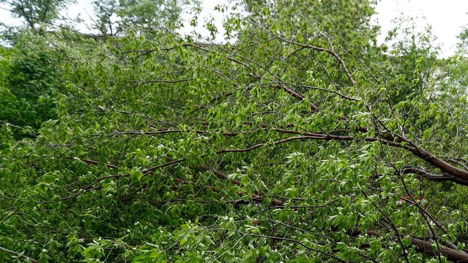 Двое пострадали при падении дерева на машину в Ленобласти