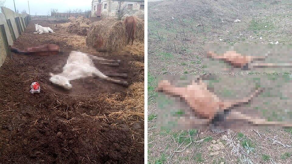 Десятки лошадей погибли от голода в Ставропольском крае