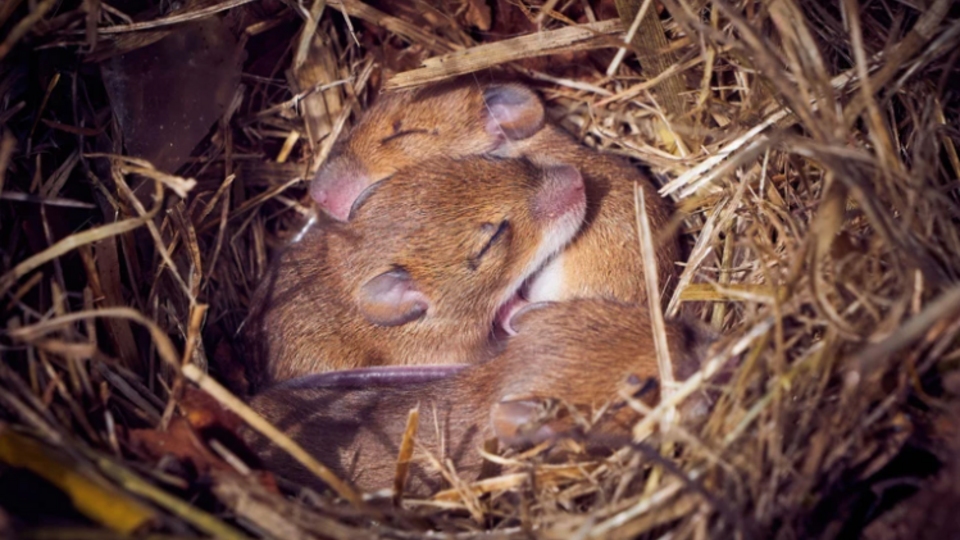 В Японии впервые родились мышата, у которых не было матери