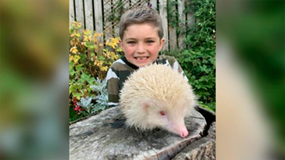 Шестилетний мальчик спас ежа-альбиноса — 24.08.2020 — Lifestyle, Срочные  новости на РЕН ТВ