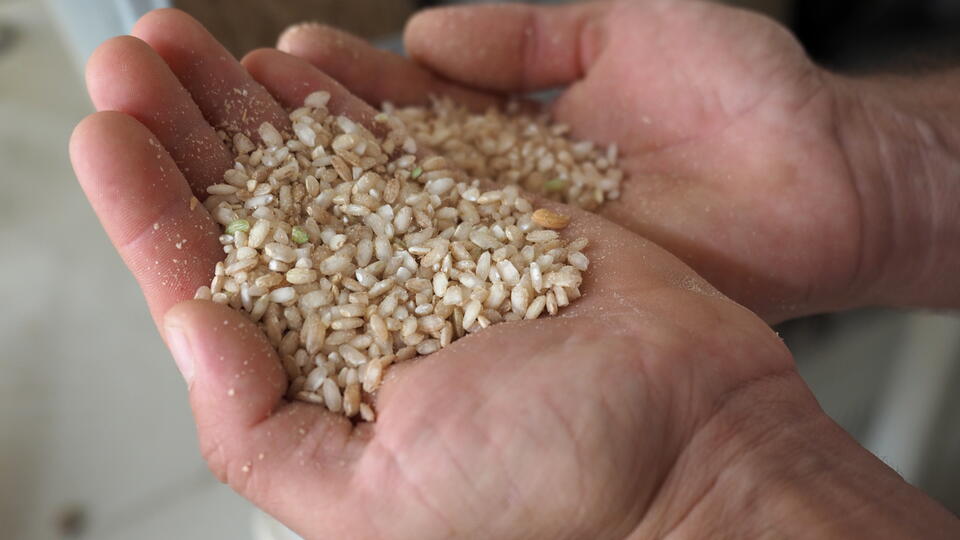 Правительство продлило ограничения на вывоз риса до конца 2024 года