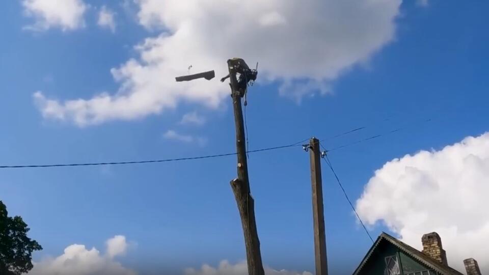 Какой доход приносит арбористика. Фото: © Кадр из программы "Купи-продай", РЕН ТВ